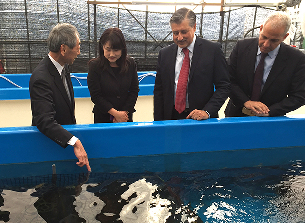 The IRENA Director-General and Chief of Staff inspect a shrimp farm